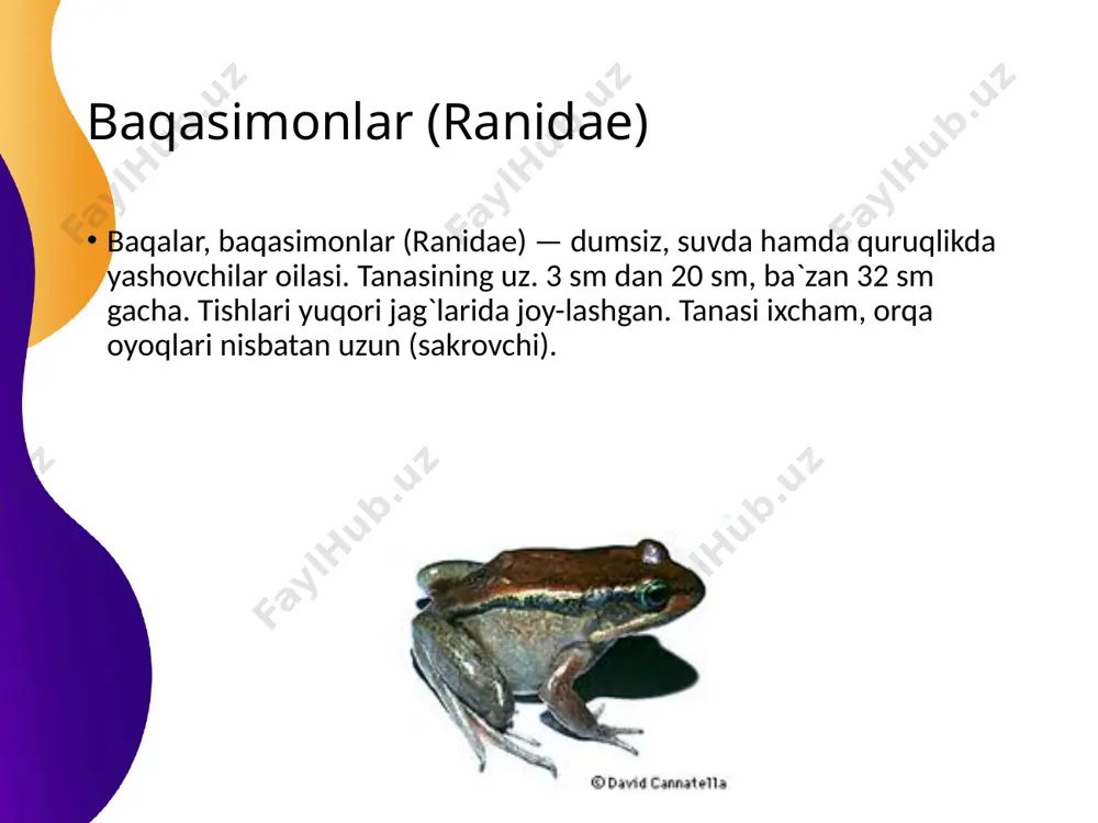 baqasimonlar (ranidae) - Page 3