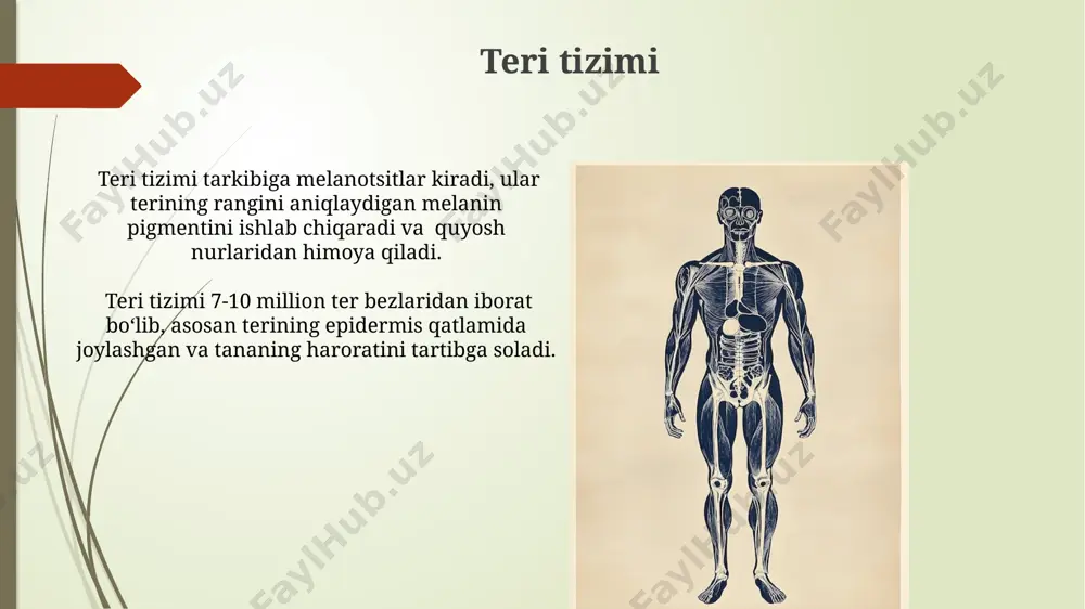 odam tanasining anatomik tuzilishi - Page 4