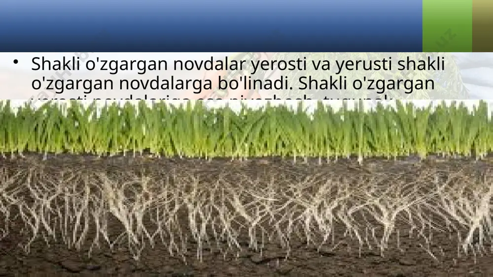 - ko'zchalarida kurtaklar joylashganligi bilan boshqa yer osti novdalardan farq qiladi. tugunaklar issiq, sernam sharoitda tez ko'kara boshlaydi. tugunakdagi kurtaklardan yangi novda o'sib chiqadi. kurtaklarning ko'p qismi tugunakning uchiga yaqinroq joy-lashadi. shuning uchun kartoshka, odatda, uchki kurtaklar­dan o'sa boshlaydi. agar kartoshka tugunagi kesib ko'rilsa, uning ichki tuzilishi poyanikidan farq qilmasligini ko'rish mumkin. kartoshka tugunagida kraxmal borligini aniqlash uchun kesilgan tugunakka bir tomchi kuchsiz yod eritmasi tomizilsa, u asta-sekin ko'karadi. kraxmal boshqa o'simlikdagi singari barglarda hosil bo'lib, o'sha yerda shakarga ayla­nadi va po'stloqning elaksimon naychalari orqali tugunakka keladi. bu yerda u qaytadan kraxmalga aylanadi va to'planadi. ildizpoya. ildizpoyalarda qo'shimcha ildiz, shakli o'z-gargan barg va qo'shimcha kurtaklar bo'ladi. bu kurtaklardan qulay sharoitda yangi yerusti poya o'sib chiqadi. ildizpoyali o'simliklarga esa g'umay, qamish, ajriq, yalpiz, gulsafsar va shirinmiyaga o'xshash turlar kira-di. ildizpoyali o'simliklardan g'umay bilan tanishamiz. u ko'p yillik yo'g'on ildizpoyali o't. g'umay sug'oriladigan ekinlarga katta zarar keltiradigan o'simliklardan hisoblanadi. ildizpoya o'simlikning vegetativ …