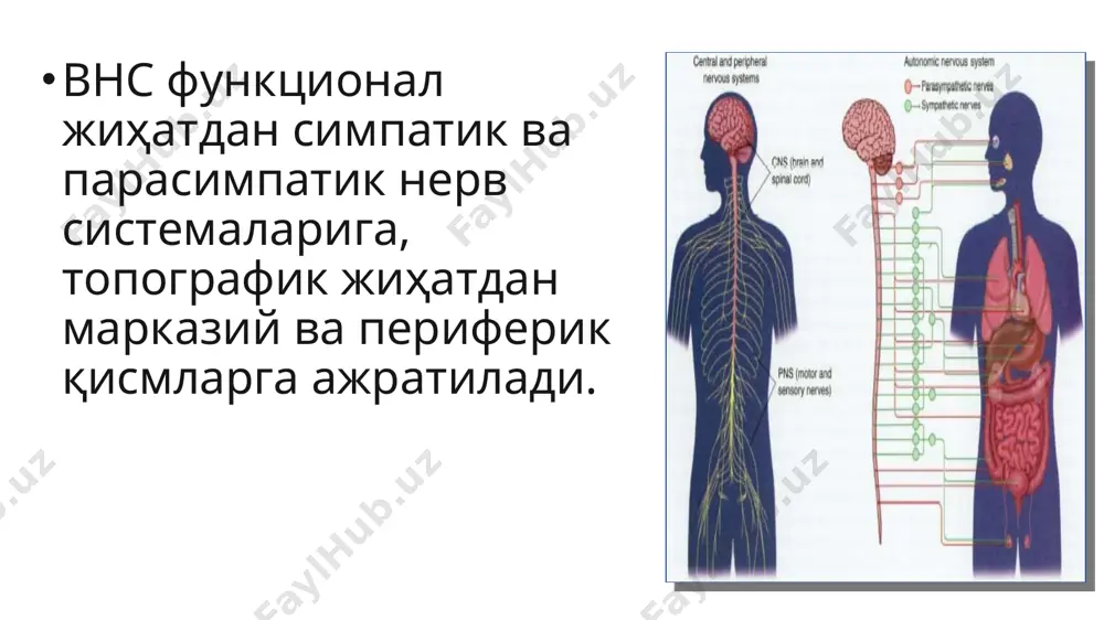 қўлларда титроқлар, фобия ва хавотир каби симптомлар вегетатив марказлар дисфункцияси ҳисобига ивожланади. ушбу симптомларнинг қай тарзда намоён бўлиши симпатик ёки парасимпатик вегетатив марказларнинг устуворлигига боғлиқ. албатта акроцианоз, ангионевротик шиш, горнер синдроми (птоз, миоз, энофталм), трофик ўзгаришлар ва дермографизм бор-йўқлигига эътибор қаратилади. вегетатив синамалардан даньини-ашнернинг кўз-юрак рефлекси ва ортоклиностатик синамалар ўтказилади. парасимпатик тонус устуворлигида, яъни ваготоникда пульс 16-20 уришга камаяди, симпатик тонус устуворлигида пульс ўзгармасдан қолади ёки бироз тезлашади. агар ушбу синамада пульс тезлиги ўзгармаса, рефлекс манфий деб ёзилади. даньин-ашнернинг кўз-юрак рефлекси. синалувчи горизонтал ҳолатда ётқизилади. унинг кўз олмаларига иккала бармоқ билан 20-30 сония мобайнида секин-аста сезиларли даражада босиб турилади соляр рефлекс. синалувчи горизонтал ҳолатда ётқизилади. клиностатик синама. синалувчи 5 дақиқа мобайнида тик ҳолатда туради. бу пайтда у тинч ҳолатга мослашиб олади ва унинг пульси саналади. сўнгра унга горизонтал ҳолатгда ётқизилади ва 15 сония мобайнида томир уриши саналади. соғлом одамда пульс 8-12 уришга камаяди. одам вертикал ҳолатдан горизонтал ҳолатга ўтганда внс …