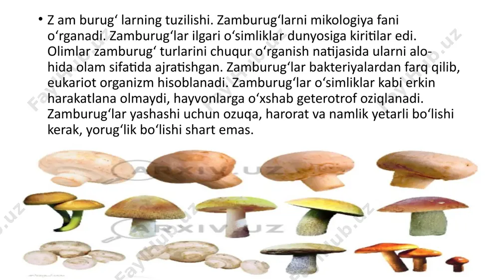 , suvini to‘kib yuborish kerak. chunki zamburug‘lar qaynatilganda tarkibidagi zaharli mod- dalar suvga chiqib ketadi. zaharli turlariga qizil muxomor, sariq soxta qo‘ziqorinlar kiradi. ularni iste’mol qilgan odam zaharlanishi mumkin 4) parazit zam burug'larga qorakuya, zang zamburug‘i, ver- titsillium zamburug‘lari kiradi. qorakuya zamburug'i boshoqdosh- lar oilasi vakillarining boshog‘ida parazitlik qilib, qora kukun hosil qiladi. kasallangan o‘simlik doni puch bo‘lib qoladi. vilt kasalligini vertitsillium zamburug‘i keltirib chiqaradi. bu zam- burug‘ o‘simlikning o‘tkazuvchi qismida parazitlik qilib, barglari va poyasining so‘lib qolishiga olib keladi. zang zamburug'i - o‘simlikda zangga o‘xshash dog‘ hosil qiladi. agar parazit zam- burug‘larga qarshi o‘z vaqtida kurash olib borilmasa, tez tarqalib, o‘simliklarni nobud qiladi 1. zamburug'larni o'rganuvchi fan qanday nomlanadi? 2. achitqi zamburug'idan qanday maqsadda foydalaniladi? 3. nima uchun hamma zamburug'ni ham iste’mol qilib bo'lmaydi? 4. parazit zamburug'lar qanday kasalliklarni keltirib chiqaradi? uyga vazifa : mavzuni o’qib savollarga javob yozish image1.png image2.png image3.png image4.jpg image5.jpg image6.png image7.jpg image8.jpg /docprops/thumbnail.jpeg