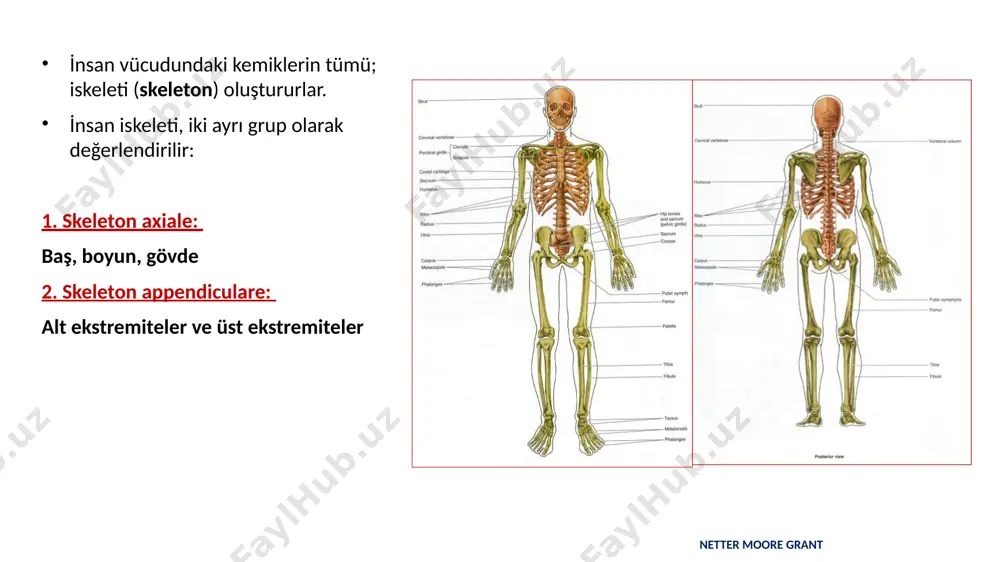 kemiği) sobotta atlas der anatomie columna vertebralis (omurga) cervical (boyun) vertebralar….7 thoracal (göğüs) vertebralar…12 lumbal (bel) vertebralar…5 sakrum (5 adet vertebra)….1 coccygis (4 adet vertebra)…….1 sobotta atlas der anatomie thorax: göğüs kafesi costalar (kaburgalar): 12 çift sternum (göğüs kemiği): 1 sobotta atlas der anatomie üst ekstremite (omuz sentürü, kol, ön kol, el) coxa……1 femur….1 tibia….1 fibula……..1 tarsal (ayak bileği) kemikler…..7 metatarsal ( tarak) kemikler……. 5 ossa digitorum manus-phalanges (parmak kemikleri)…14 scapula……1 clavicula….1 humerus….1 radius……..1 ulna…………1 carpal (el bileği) kemikler…..8 metacarpal ( tarak) kemikler……. 5 ossa digitorum manus-phalanges (parmak kemikleri)…14 alt ekstremite (pelvis, uyluk, bacak, ayak) pelvis iskeleti ossicula auricula: (kulak kemikçikleri) malleus: 2 i̇ncus: 2 stapes: 2 sobotta atlas der anatomie kemik şekilleri ossa longa: uzun kemikler ossa breve: kısa kemikler ossa plana: yassı kemikler ossa pneumatica: havalı kemikler ossa sesamoidea i̇reguler(düzensiz) kemikler uzun kemikler (ossa longa) sobotta atlas der anatomie corpus collum caput extremitas proximalis extremitas proximalis extremitas distalis …