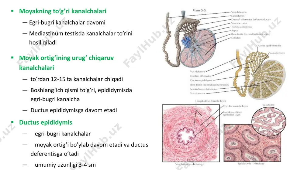 lushi ortadi. bu aktiv genlar miqdori kamayishi bilan bog’liq − so’nggi bo’linishdan keyin spermatotsitlar hosil bo’ladi va ular meyozga kiradi  spermatotsitlarning meyotik bo’linishi • o’ziga xosligi: − faqat yetilgan hujayralar bo’linadi − faqat bir marta amalga oshadi − birlamchi va ikkilamchi spermatotsitlar bo’linishga kiradi va erta spermatidalar hosil bo’ladi  spermatidalar yetilishi − davomiyligi 1 oy − katta morfologik va strukturaviy o’zgarishlarga uchraydi − bu jarayonlar uchun optimal harorat 34⁰ − spermatidlar yetilishida sertoli hujayralari muhim − spermiogenez oxirida yetilgan hujayralar sertoli hujayrasi bilan aloqasini uzadi va kanal bo’shlig’iga chiqishi uchun ko’prik uziladi(spermiatsiya) − shu paytda kechki spermatid spermatozoidga o’tadi  yadroning zichlashishi o spermatogenezning 1–yarmida yadroda rnk sintezlanadi o yadro oqsillari almashinadi va yangi oqsillar xromatinning kuchli kondensatsiyasini ta’minlaydi. natijada yadro 30 marta kichrayadi o yadro hujayra bir qutbiga yaqinlashadi  energiya bilan ta’minlovchi sistema – maxsus fermentlar o ular orqali spermatozoidlar yangi energiya manbalari(fruktoza va atsetilkarnitin)dan foydalana …
