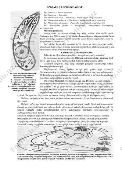 sporalilar (sporozoa) sinfi — DOCX