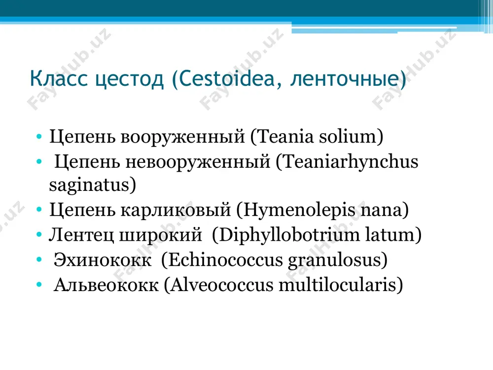 члеников. цепень невооруженный (teaniarhynchus saginatus) сравнительные данные яиц цестод цепень невооруженный (бычий) teaniarhynchus saginatus, цепень вооруженный (свиной) teania solium внутри яйца онкосфера с толстой радиально исчерченной оболочкой темно-коричневого цвета, с 6 эмбриональными крючьями. размер 31х40 мкм жизненный цикл цестод длина 30-50 мм сколекс вооружен 25-30 крючьями, расположенными в один ряд, на подвижном хоботке. тело беловато-сероватого цвета, нежное, легко рвется, имеет множество мелких члеников. зрелые концевые членики заполнены яйцами, которые при разрушении члеников попадают в испражнения еще в кишечнике цепень карликовый (hymenolepis nana) жизненный цикл цестод пероральный контагиозный антропоноз для данного вида цестод характерна способность развития как без смены хозяев (когда человек служит и окончательным, и промежуточным хозяином карликового цепня), так и с чередованием их по схеме: человек – насекомое – человек заражение происходит через загрязненные придметы обихода, при общении с больным (т.е.при проглатывании онкосфер) при заражении развивается геминолепидоз цепень карликовый – это типичный детский паразит. цепень карликовый (hymenolepis nana) жизненный …