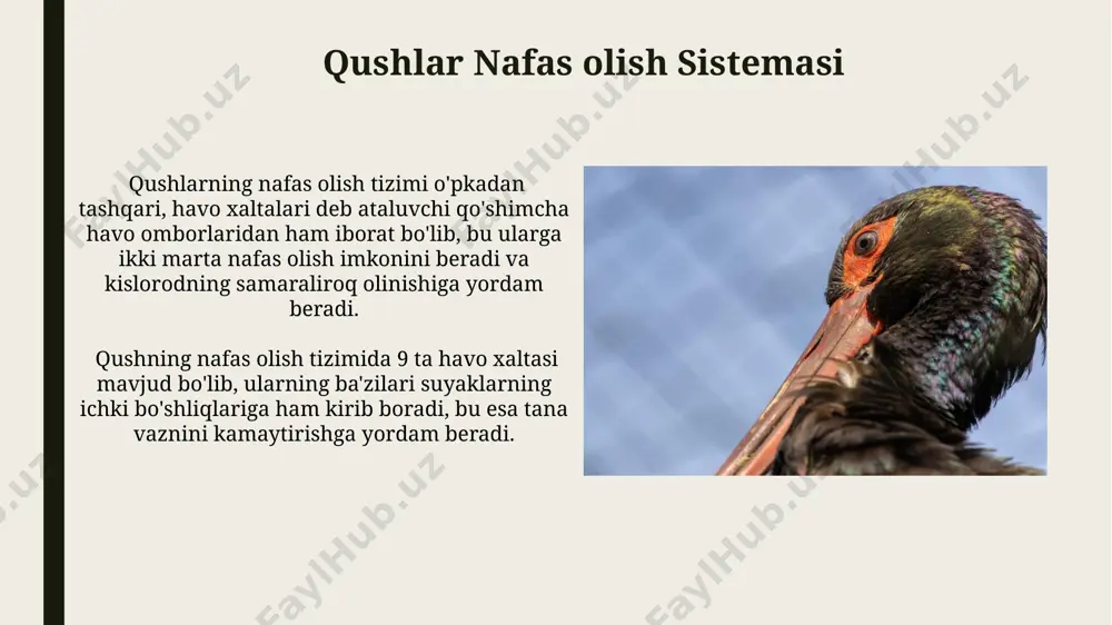qushlarning biologiyasi - Page 4