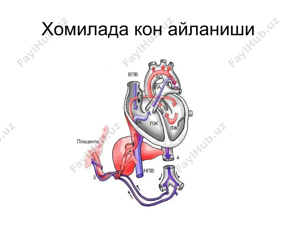 кўпинча 6 ойликдан катта булган болалар ўртасида кузатилади. ҳарактерли- ўпка артерия устида доимий систоло-диастолик шовқин эшитилади. бу шовкин буйин томирларида ва кукс оралигига ўтказилади. симптомлар клиник белгилари булмаслиг мумкин-торайган проток булса тез чарчаш, респиратор касалликлар-диаметр катта булса юкламада хансираш упка гипертензияси ва юрак етишмовчилиги даволаш рефрактерли булади сакб ошиши, дакб пасайиши натижасида пульсовое давление диагностикаси экг да - чап қоринча гипертрофияси белгилари ёки чап ва унг қоринчалар гипертрофиясининг белгилари кузатилади. фкг- да - чапдан 2-қовурга оралигида систоло-диастолик шовкин ҳам 2-тон амплитудасининг кучайиши кузатилади. эхо кг - да - чап қоринча ва чап бўлмача ҳажмининг кенгайиши кузатилади. систоло-диастолик шовкин рентгенографияда - ўпкада гиперволемия белгилари, яъни ўпка расмини кучайиши, чап бўлмача ва чап қоринча ҳажмининг кенгайиши ўпка артериясининг ёйининг буртиши кузатилади. аортография - контраст модданинг аортадан ўпка артериясига ўтишини кўрсатади. давоси очиқ артериал йўл нуқсонининг оғир кечишида, нуксоннинг декомпенсация даврида оператив даво утказиш катъиян маън этилади. жарроҳлик йўли билан даволанганга кадар беморларга …
