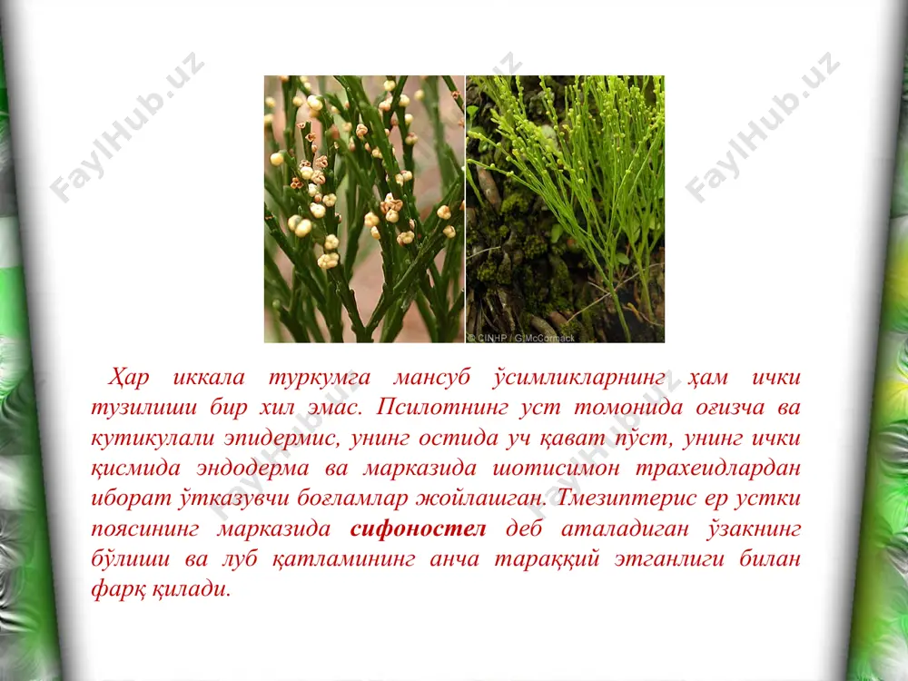 псилофитсимонлар ва псилотсимонлар бўлимлари - Page 5