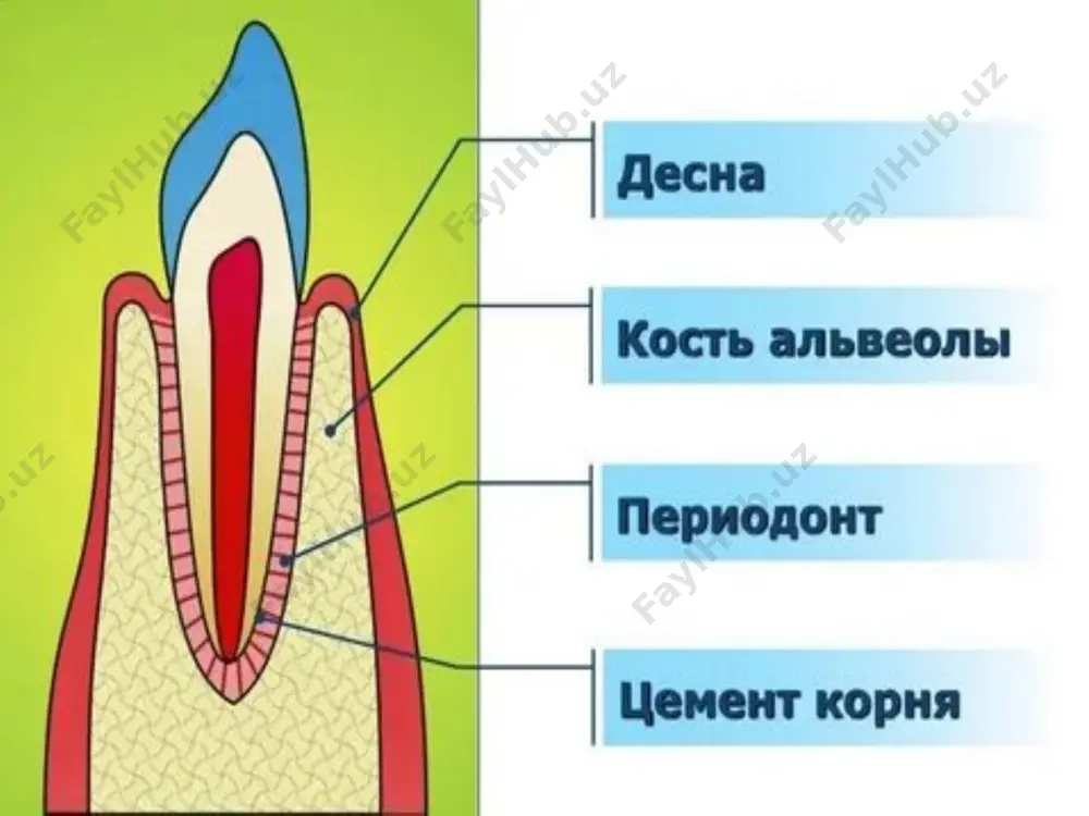 hujayralari, leykotsitlar, mikroorganizmlar mavjud. milkning yallig'lanishi bilan, gingival bo'shliqda qon tomirlarining o'tkazuvchanligi oshishi tufayli, gingival suyuqlikning shakllanishi kuchayadi. parodontal to'qimalarning yallig'lanishi paytida bakterial chiqindilarga ta'sir qilish natijasida gingival suyuqlikka ko'chib o'tadigan leykotsitlar soni ortadi. * gingival bo'shlig'ining epiteliysi ham ajralib turadi, bu vestibulyar milk epiteliysining davomi bo'lib, milk va tish bilan bog'langan dento-epitelial (dento-gingival) biriktirmaga o'tadi. gingival bo'shlig'ining epiteliysi keratinlashtiruvchi va keratinlashmaydigan hujayralarning birikmasidir. dentogingival biriktirma emal hosil qiluvchi epiteliyning hosilasi hisoblanadi va u keratinlanmagan, yassilangan va tish epiteliy hujayralari yuzasiga parallel bo'lib, emal gidroksiapatitiga gemidesmosomalar orqali bog'langan qatlamdir. * epiteliya biriktirilishi parodontal to'qimalarni infektsiyadan va zararli atrof-muhit omillaridan himoya qilishda muhim rol o'ynaydi. bu "epitelial qulf" yoki to'siqdir. patologik jarayonda bu to'siq yo'q qilinadi va / yoki chuqurlashadi, bu esa gingival bo'shliqning chuqurlashishiga olib keladi, bu esa patologik cho'ntak yoki gingival retsessiyaning paydo bo'lishiga olib keladi. * * milkning "qalin" va "ingichka" biotiplari mavjud. qalin biotip bilan, patologik omillar …