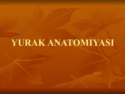 yurak anatomiyasi — PPTX