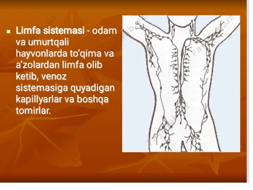 limfa sistemasi - Page 5