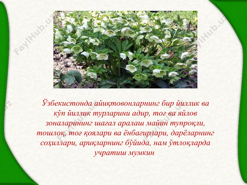 айиқтовонгуллилар қабиласи ранунcулалес - Page 4