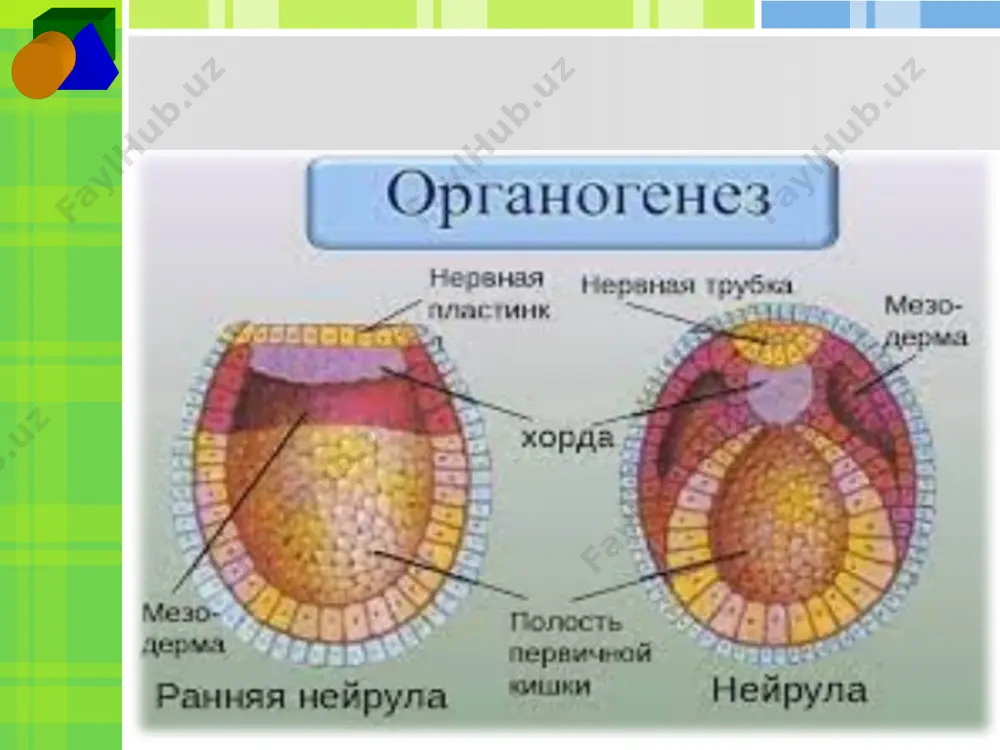 organogenez mezoderma hosilalari - Page 5
