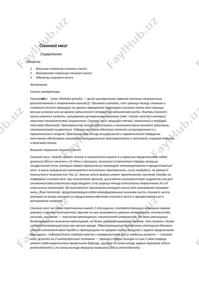 спинной мозг — DOCX
