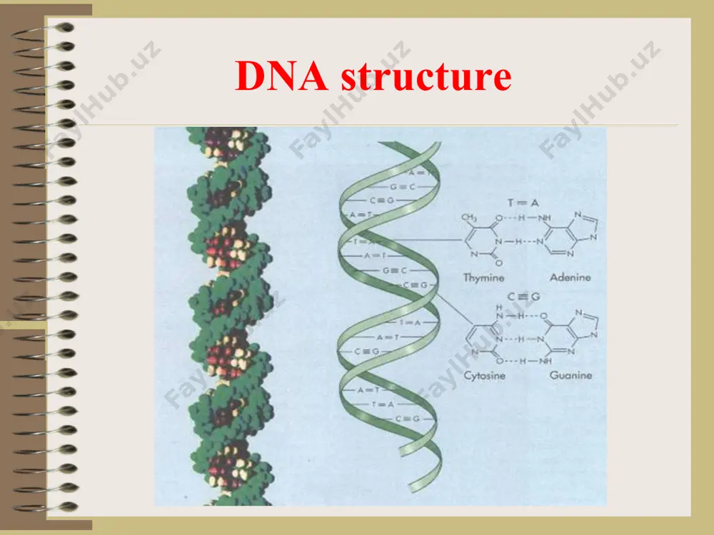 rd mutation: a mutation that alters phenotype from wild type reverse mutation: a second mutation which may reverse wild phenotype and genotype (in same gene) suppressor mutation: a mutation that alters forward mutation, reverse wild phenotype (in same gene - intragenic, in another gene - extragenic) * morphological mutations-result in changes in colony or cell morphology lethal mutations - result in death of the organism conditional mutations - are expressed only under certain environmental conditions biochemical mutations - result in changes in the metabolic capabilities of a cell 1) auxotrophs - cannot grow on minimal media because they have lost a biosynthetic capability; require supplements 2) prototrophs - wild type growth characteristics resistance mutations-result in acquired resistance to some pathogen, chemical, or antibiotic mutations affect bacterial cell phenotype * induced mutations-caused by mutagens mutagens – molecules or chemicals that damage dna or alter its chemistry and pairing characteristics base analogs …