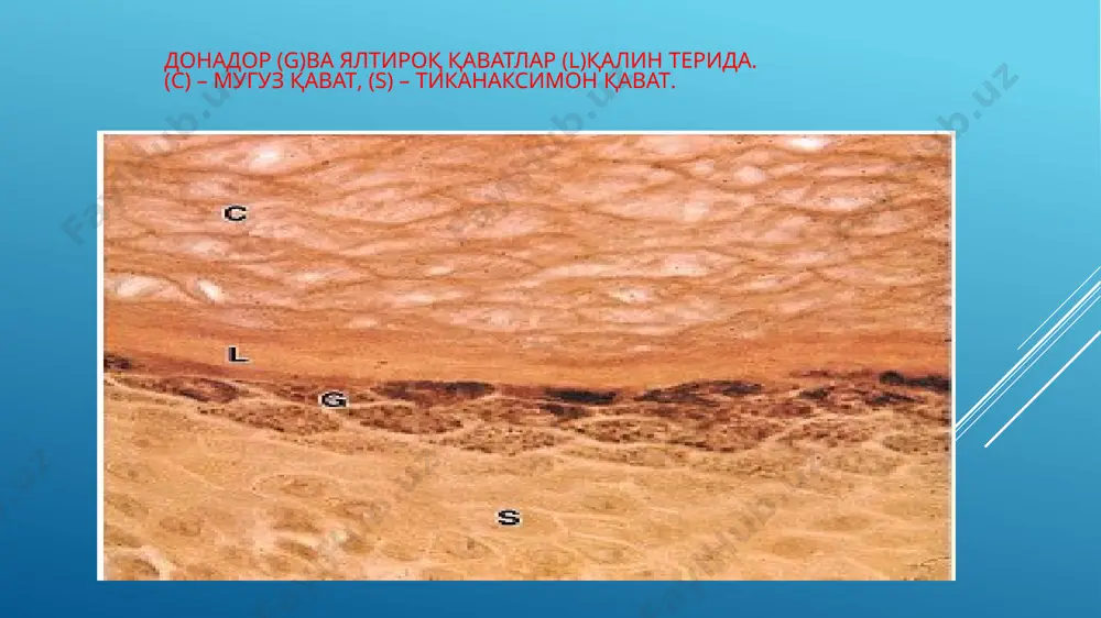 тери эпидермиснинг тузилиши дерма соч ва тирноқларнинг тузилиши - Page 5