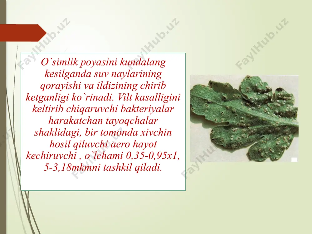 gullarning karantin kasalliklari - Page 4