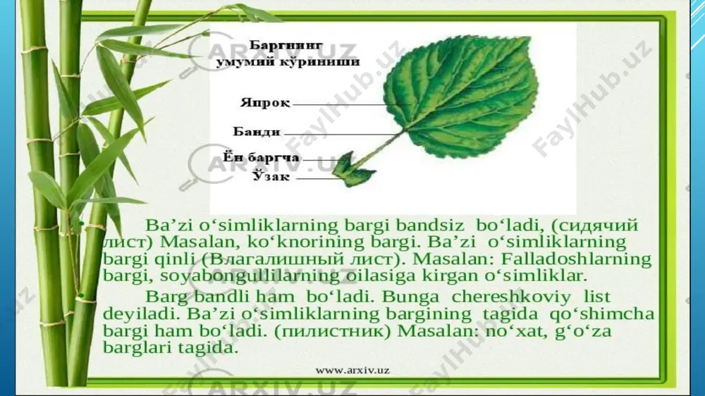 euglena viridis yoki euglena gracilis. tuzilishi va sistematisasi. - Page 2