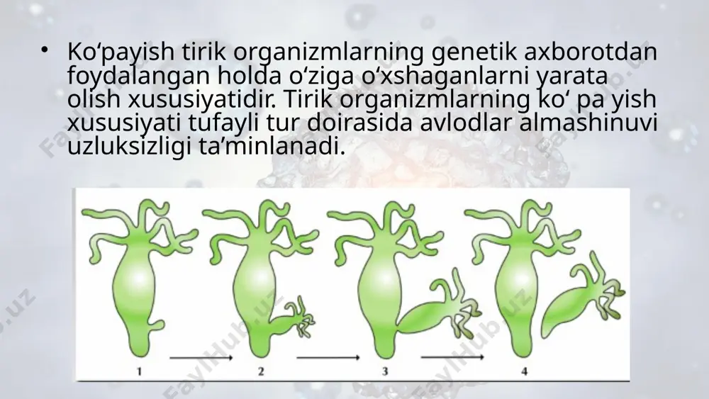 urug‘larida kuzatiladi. ona hujayrada yadroni saqlovchi bo‘rtma paydo bo‘lib, kattalashadi va mustaqil organizmga aylanadi fragmentatsiya – tana bo‘laklari orqali ko‘payish usuli bo‘lib, regeneratsiya jarayoniga asoslangan. fragmentatsiya suvo‘tlari (spirogira)da, g‘ovak tanlilarda, kovakichlilarda, yassi chuvalchanglarda, igna tanlilarda kuzatiladi. kurtaklanibko‘payish g‘ovak tanlilarda, kovakichlilarda va ayrim halqali chuvalchanglarda kuzatiladi. zamburug‘lar (qalpoqchali zamburug‘lar), suvo‘tlar, yo‘sinlar, qirqquloqlar, qirqbo‘g‘imlar sporalari orqali ko‘payish xususiyatiga ega. yengil sporalar o‘simliklarni tabiatda keng tarqalishiga imkon beradi. yuksak hayvonlarda (zirhlilar) zigotadan rivojlanayotgan embrion ilk rivojlanish bosqichida bir necha fragmentlarga bo‘linib, har bir fragmentdan yangi organizm rivojlanadi. bu hodisa poliembrioniya deyiladi. odamlarda bir tuxumli egizaklarning rivojlanishi ham buning yaqqol misolidir. tabiatda o‘simliklarning vegetativ organlari – ildizi, poyasi va bargi orqali vegetativ ko‘payishi keng tarqalgan image2.jpeg image3.jpeg image4.jpeg image5.jpeg image6.jpeg image7.jpeg image8.png image9.gif image10.png image11.jpeg image12.jpeg image1.jpeg