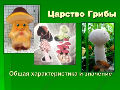 царство грибы — PPT