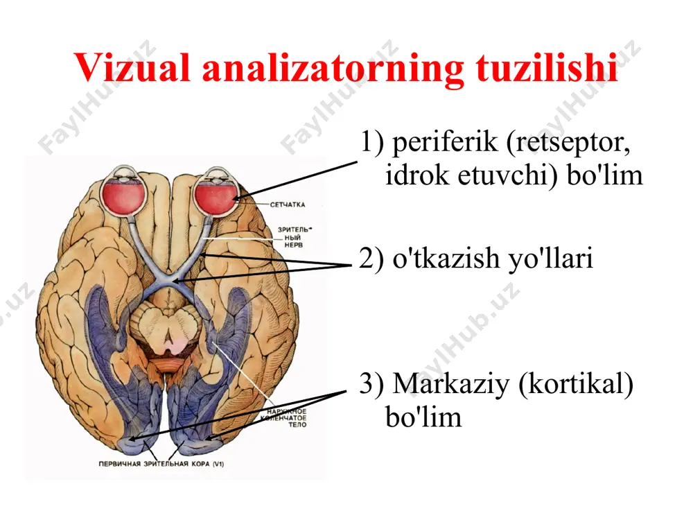 sensor va gnostik vizual buzilishlar - Page 5