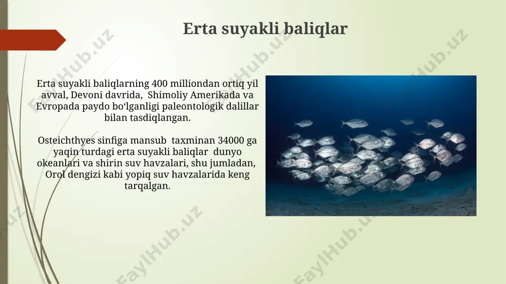 suyakli baliqlar kelib chiqish evolyutsiyasi va sistematikasi - Page 5