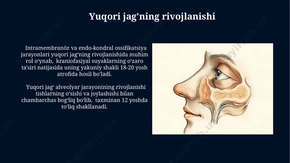 yuqori jag’ fiziologiyasi (maxilla) - Page 3