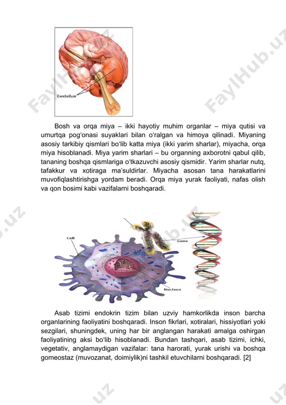 . har bir neyrondagi ichida dnk dan genetik ko'rsatmalar oshiruvchi har biri rnk molekulalari, millionlab bor.[footnoteref:1][4] [1: s.k.mangal: “general psychology” 2013y 44p] the human body is composed of different types of cells like bone cells, muscle cells, body cells, etc. each type, consisting of millions of tiny cells, forms a single unit which has a specialized function. the duty of carrying electrical messages from one part of the body to the other has been assigned to nerve cells. our nervous system is made up of these nerve cells. a nerve cell with all its branches is called a neuron. this neuron is the ultimate structure and functional unit of the nervous system. the number of these neurons in a human nervous system has been estimated at 100 to 200 billion. they are basically alike in structure but appear in different lengths, sizes and shapes designed for specialized functions. within each …