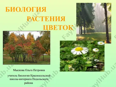 цветок — PPT