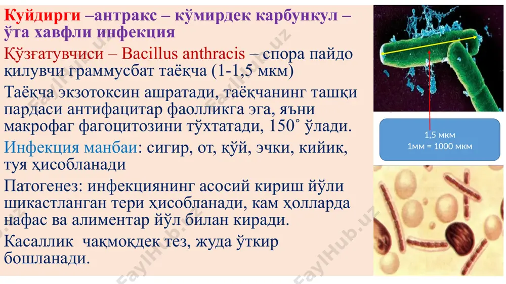 озли ёки серозли-геморрагик экссудатли турда ривожланади. шиллиқ парда шишган, гиперемияланган, қон қуйилган ва қадоқсимон ҳужайраларда гиперсекреция.ичакда кўп миқдорда экссудат. 2-даври. гастроэнтерит – серозли ёки серозли-геморрагик экссудатли яллиғланиш ошқозонга кўтарилади. диареяга қусиш ҳам қўшилади. 3-даври. алгид даври – бунда ичак чўзилиб, кескин кенгайган, ичида кўп миқдорда (3-5 л) рангсиз, хидсиз, гуруч сувини эслатувчи суюқлик тўпланган. ичак сероз пардаси қуруқ, хиралашган, бинафша-сарғич рангга бўялган, қон қуйилишлар пайдо бўлган. бу даврда мурданинг тез қотиши, эксикоз, мушакларнинг контрактураланиб қотиши («гладиатор қиёфаси»), қўл терисининг қуриб, бужмайиб қолиши («кир ювувчининг қўли»), ўт пуфагининг кенгайиб оқиш сафро билан тўлиши кузатилади. в а б о катарал энтерит десквоматив энтерит image1.png image2.png image3.png image4.png image5.emf image6.emf image7.png image8.png image9.png image10.png image11.png image12.png image13.png image14.png image15.png image16.png image17.png image18.png image19.png image20.png image21.png image22.jpeg image23.jpeg