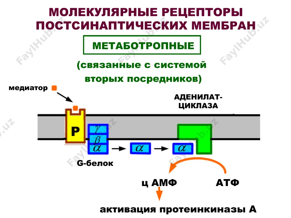 cord(no signals) the strongestexcitation(no signals)(no signals) conditional afferent signals internal motive starting signals memory afferent synthesis action programm of action acceptor of the result result afferentfeedback result parameters campatpproteinkinase a100moleculesphosphorylase100moleculesrntg-proteinadenylylcyclaseprotein-phosphate100molecules