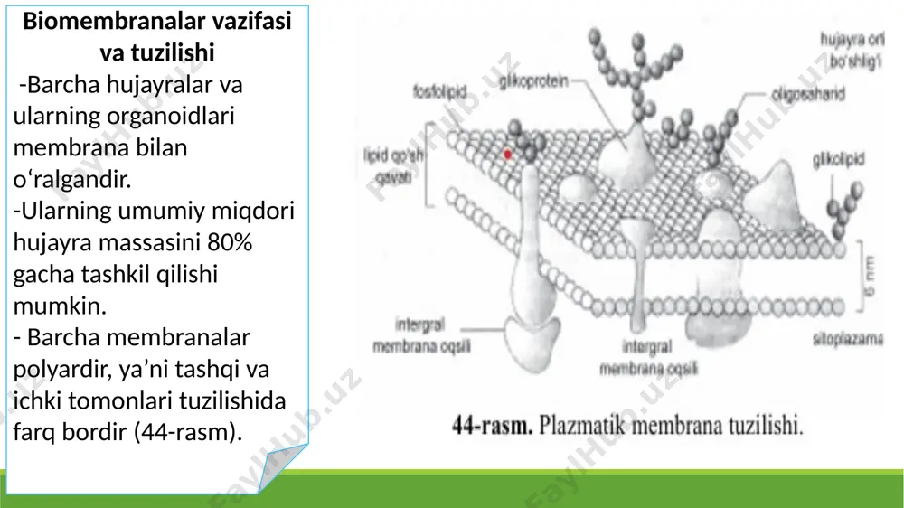 ritrotsit membranasi tarkibidagi glikoforin xilma xil vazifani o‘taydi. - undagi oligosaxarid zanjiri manfiy zaryadga ega bo‘lgani uchun eritrotsitlarni bir-biriga yopishib qolmasligini ta’minlaydi. - eritrotsitlar hayoti davomida glikoforin tarkibidagi sial kislotalar kamayib, oxirgi uchida galaktoza qoldig‘ini tutuvchi oligosaxaridlar ko‘paya boradi. bu «qarigan» eritrotsitlar jigar va taloq hujayralarida ushlab qolinadi va parchalanadi. ꙮhujayra membranasi tarkibiga kiruvchi glikoforin kabi oqsillarning asosiy vazifalaridan biri ularning hujayra sirtidan uning sitoplazmasiga turli axborotlarni o‘tkazib berishdir. membrana uglevodlari: glikoproteinlar, glikolipidlar -biomembranalarda uglevodlar erkin holda bo‘lmaydi. ular lipidlar bilan birikkan – glikolipid, yoki oqsillar bilan birikkan – glikoproteid holatida uchraydi. glikoproteidlarning uglevod qismi hujayraning sirtida joylashgan bo‘lib glikokaliksni hosil qiladi. glikokaliks hujayralarning o‘zaro ta’sirini, ularning agregatsiyasini, hujayra ichiga kimyoviy axborotlarni uzatish kabi muhim vazifalarni bajaradi. это изображение, автор: неизвестный автор, лицензия: cc by это изображение, автор: неизвестный автор, лицензия: cc by ꙮꙮꙮglikolipidlarda ko‘pincha oligosaxarid zanjiri sfingozinning gidroksil guruhi, galaktoza yoki fukoza orqali glikozid bog‘i orqali bog‘langan bo‘ladi. ꙮꙮꙮglikolipidlar …