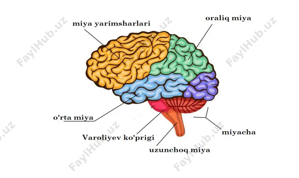 rtsiz reflekslarning markazi hisoblanadi. uzunchoq miyada so‘lak ajratish, chaynash, yutish, aksirish, nafas olish, yurak urishi kabi jarayonlar idora etiladi. oq modda tarkibidagi nerv tolalari uzunchoq miyani pastdan orqa miya bilan, bosh miyaning yuqori joylashgan bo‘limlari bilan tutashtiradi. varoliyev ko’prigi (lot.pons varolii) varoliyev ko’prigi pastdan uzunchoq miya, yuqoridan o’rta miya bilan chegaralangan. italiyalik olim costanzo varolio sharafiga shunday nomlangan. yuz sezgilarini boshqarish ko’z harakatini ta’minlash yuz ifodasini namoyon qilish chaynash, yutish harakatlarini boshqarad9 o’rta miya varoliyev ko’prigining yuqorisida, oraliq miyaning quyida joylashgan. unda miya oyoqlari, to’rt tepalik va oyoqlar orasida suv yo’li bor. ko’rish reflekslari eshitish reflekslari ko’z qorachig’ining kengayib torayishi (akkomodatsiya) oraliq miya oraliq miya funksional jixatdan: epatalamus talamus gipotalamus funksiyasi hissiyot markazi to’yish, och qolish, chanqash termoregulyatsiya haroratni sezish og’riq reflekslari ta’m bilish moddalar almashinuvi kabi qismlarga bo’linadi neyronlarning shoxlanishiga ko’ra turlari. quyida berilgan neyronlarni raqamlarga mos ravishda nomlang. vazifasiga ko’ra neyronlar uch xil bo’ladi: afferent (sensor) – sezuvchi …