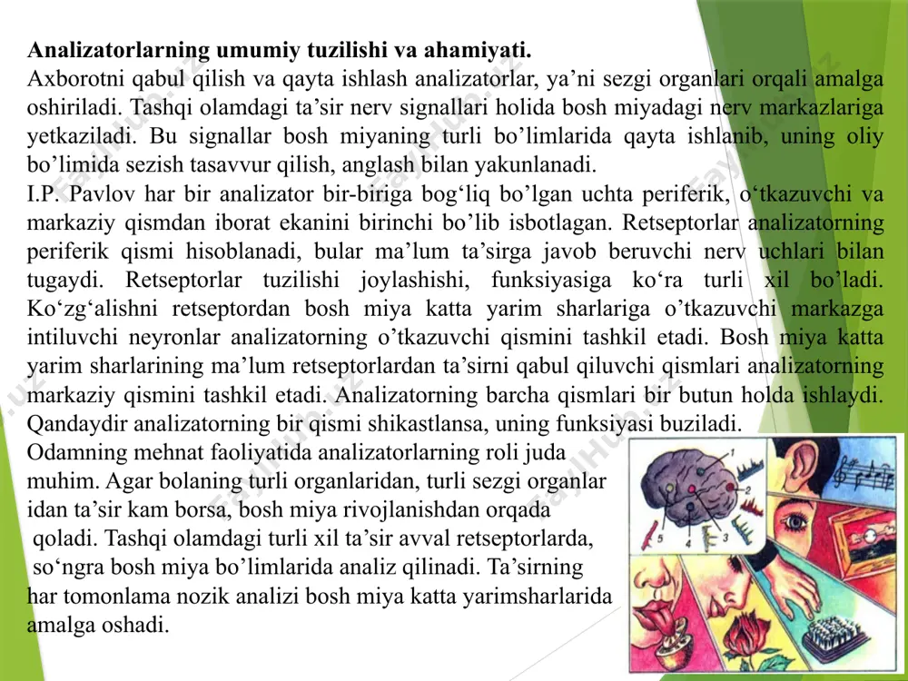 llar, qon tomirlar devoridagi retseptorlar va boshqalar kiradi. analizatorlarning miya po‘stlog‘idagi qismi shikastlansa yoki olib tashlansa, ta’sir murakkab analiz va sintez qilinmaydi. masalan, miya po‘stlogidagi eshitish analizatorlari joylashgan chakka qismi olib tashlansa, ta’sirning nozik tabaqalanishi yo‘qoladi. nerv sistemasining faoliyati uchun ta’sir doimo butun organizmga ta’sir qilib turishi kerak. ko‘pgina sezgi organlarining shikastlanishi natijasida ta’sirning ular orqali bosh miyaga yetarli kelmasligi tufayli odam faol faoliyatini yo‘qotadi, doimo uxlaydi, bunday odamni saqlanib qolgan sezgi organlariga ta’sir etish bilangina uyg‘otish mumkin. tekshirishlardan ma’lum bo’lishicha, sensor ta’sirotning yo‘qolishi diqqatni to‘plash, mantiqiy fikrlash, aqliy mehnat qilish xususiyatlariga salbiy ta’sir etadi. sezgi organlari orqali ta’sirni tashqi muhitdan, ichki organlardan retseptorlar bo‘ylab qabul qilinishi tufayli organizmning tashqi va ichki muhiti haqidagi ma’lumotlar bosh miyaga yetib boradi. axborotning retseptorlardan bosh miyaga borishi natijasida organizm o‘z-o‘zini boshqaradi. masalan, qonning tarkibi o'zgarsa, shunga yarasha qon tomirlar devorida ko‘zg‘alish, tormozlanish vujudga keladi. organizmning sensor sistemalari yoki analizatorlariga ko‘rish, eshitish, vestibulyar, ta’m …
