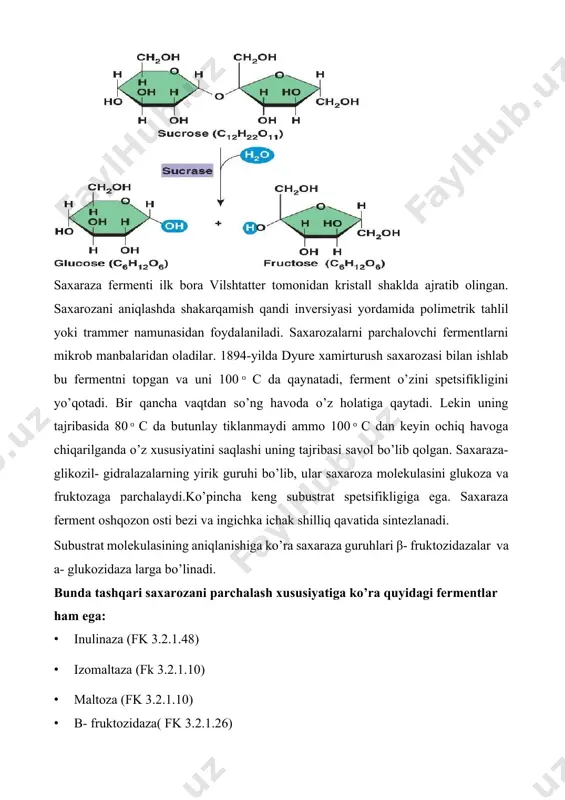 da butunlay tiklanmaydi ammo 100 ͦ c dan keyin ochiq havoga chiqarilganda o’z xususiyatini saqlashi uning tajribasi savol bo’lib qolgan. saxaraza- glikozil- gidralazalarning yirik guruhi bo’lib, ular saxaroza molekulasini glukoza va fruktozaga parchalaydi.ko’pincha keng subustrat spetsifikligiga ega. saxaraza ferment oshqozon osti bezi va ingichka ichak shilliq qavatida sintezlanadi. subustrat molekulasining aniqlanishiga ko’ra saxaraza guruhlari β- fruktozidazalar va a- glukozidaza larga bo’linadi. bunda tashqari saxarozani parchalash xususiyatiga ko’ra quyidagi fermentlar ham ega: · inulinaza (fk 3.2.1.48) · izomaltaza (fk 3.2.1.10) · maltoza (fk 3.2.1.10) · b- fruktozidaza( fk 3.2.1.26) · levansaxaraza (fk 2.4.1.10) saxaraza achitqilar turlarida juda ko’p miqdorda va boshqa yuksak o’simlik turlarida ham bo’ladi. hayvon organizmida ingichka ichakning shilliq qavatida bo’ladi, shuningdek ingichka ichak shirasi va lekositlarda ham bo’lishi mumkin. qon tarkibida faqat yosh hayvonlar qoniga saxarozani ineksiya qilingandan paydo bo’ladi. ichak shirasidagi saxaraza achitqi saxarazasiga nisbatan yanada termobilya: u bir soat davomida 51º gacha qizdirilganda inaktivirlanadi va 55º …