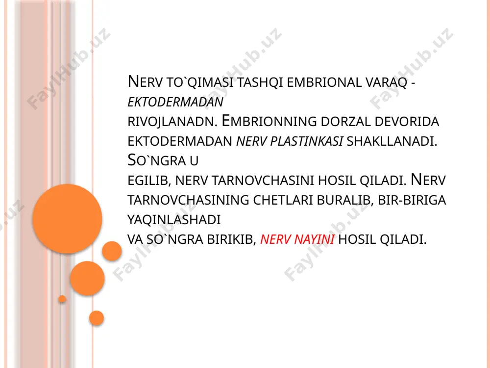 nerv sistemasining a’zolari, periferik nerv sistemasi a’zolari - Page 5