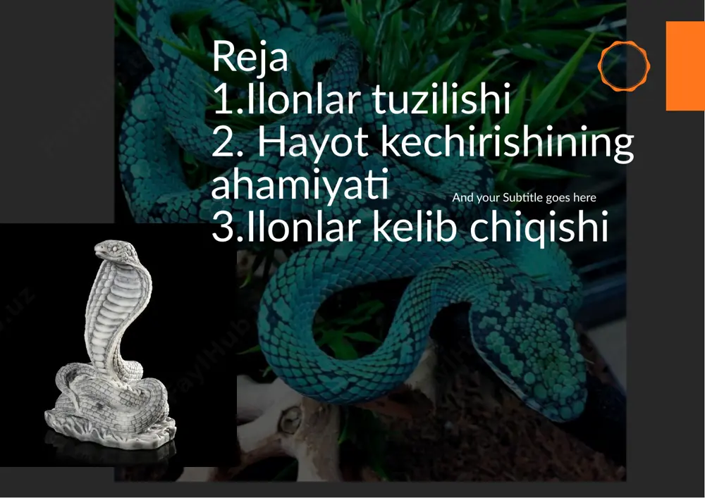uzunligi 25 sm dan 3,5 m gacha o'zgarib turadi, bu oila vakillari yon tomonlari va orqa qismida engil zigzag yoki rombik naqshlarga ega. hamma ilonlarda zaharli moddalarni ajra�b turadigan uzun �shlari bor. aspid - ilonlarning taxminan 330 turi mavjud. ushbu sudralib yuruvchilar zaharli hisoblanadi. ilonlarning uzunligi 40 sm dan 5 m gacha o'sadi.sovuq qonli ilonlarni osiyo, afrika, amerika va avstraliya kabi qit'alarda topish mumkin. ko'zi ojiz ilonlar - oilaga 200 ga yaqin tur kiradi. ushbu guruhning ilonlari deyarli butun sayyorada yashaydi. o'zlarining moslashuvchanligi tufayli ilonlarni butun dunyoda uchra�sh mumkin. bir oilaga mansub bo'lishiga qaramay, hayvonlar turli xil shakllarga, ranglarga ega, rangi, yashash muhi� va boshqa xususiyatlari bilan farq qiladi. bu yerda 3900 ga yaqin ilon turlari skandinaviyadagi ark�ka doirasigacha shimolga va avstraliya orqali janubga kiradi. ilonlar antark�dadan tashqari barcha qit'alarda, shuningdek dengizda va osiyoning himoloy tog'larida 16 000 fut (4900 m) balandlikda joylashgan. ilonlar paydo bo'ladigan ko'plab orollar mavjud. irlandiya, …