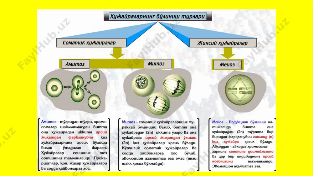 meyozning biologik ahamiyati - Page 3
