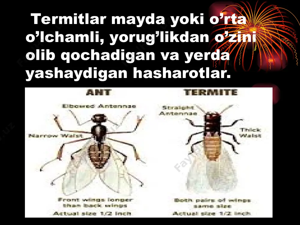 termitlar va ularning biologik va ekologik xususiyatlari - Page 3