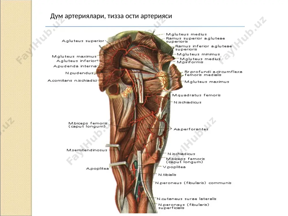 i̇çki va tashqi yonbosh arteriyalar. oyog' sohalari kon bilan ta'minlanishi - Page 5