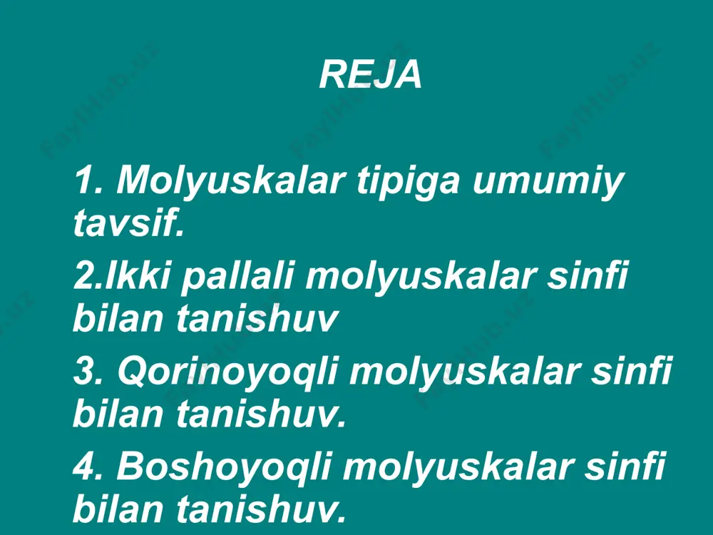 molyuskalar yoki yumshoq tanlilar tipining tafsiloti - Page 2