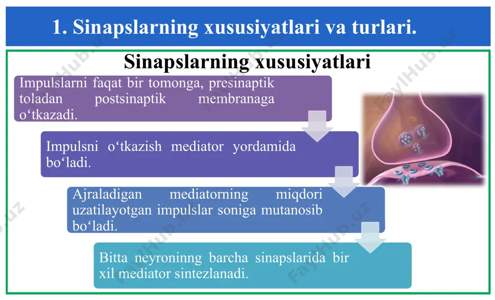 nni faollik bilan qaytarib olish va ulardan yana atsetilxolin hosil qilish qobiliyatiga ega. mediatorlar ta’sirini farmakologik moddalar yordamida susaytirish va xatto yoʻqotish mumkin. 4. mediatorlar. bu mediatorlar adrenergik nervlarning presinaptik pufakchalarida sintezlanadi va vat va mns ning barcha boʻlimlari uchun ham xizmat qiladi. mediatorlar toifasiga yuqorida sanab oʻtilganlardan tashqari serotonin, asparagin kislota va xakozolar kiradi. mediatorlar mayda donali yirik donasiz noradrenalin katexolaminlar (adrenalin, dofamin) atsetilxolin 5. sinapslarda qoʻzgʻalishning uzatilishi. sinaptik pufakchalardagi mediatorlar yordamida qoʻzgʻalish neyronlardan neyronga yoki mushakka, sekretor hujayralarga uzatiladi. bir neyron sinapslarida faqat bir xil qoʻzgʻatuvchi yoki tormozlovchi mediator ajraladi. ular sinaptik boʻshliqqa tushgach, postsinaptik membranada qoʻzgʻatuvchi postsinaptik potensial yoki tormozlovchi postsinaptik potensial hosil qiladi. impuls uzatishda membrana qutiblarini oʻzgarishi - depolyarizatsiya muhim rol oʻynaydi. 5. sinapslarda qoʻzgʻalishning uzatilishi. mediatorlar postsinaptik membrananing natriy va kaliy ionlarini oʻtkazish qobilyatini oʻzgartiradi. buning oqibatida sodir boʻladigan depolyarizatsiya mahalliy qoʻzgʻalishni paydo qiladi. mahalliy potensial pogʻona darajasiga yetgach, harakat potensialiga, ya’ni tokga aylanadi. …