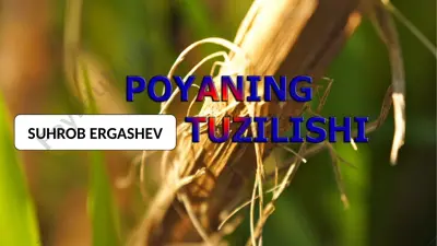 suhrob ergashev novda tuzilishi — PPTX