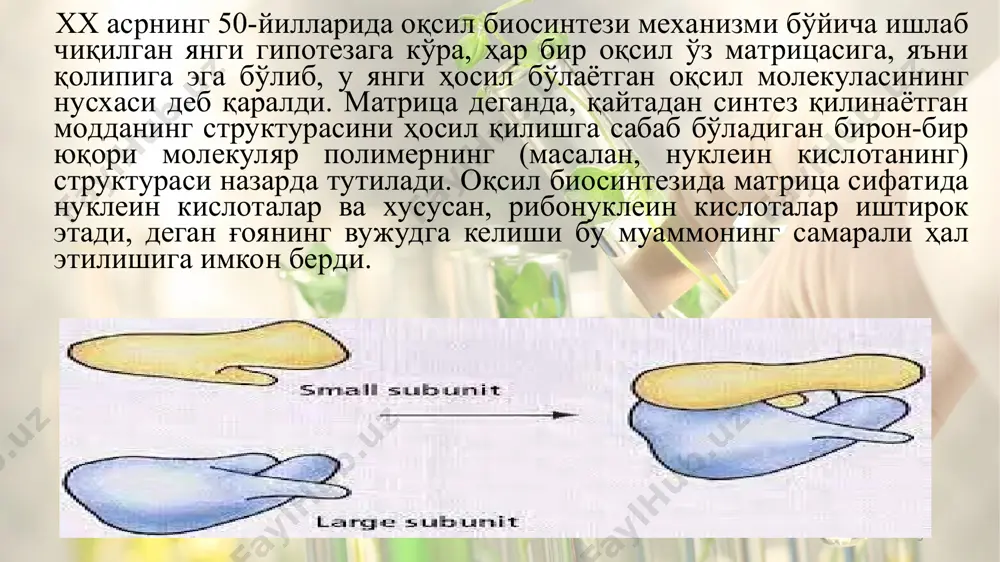 лар и-рнк томонидан рибосомаларни аниқлашда иштирок этади, дейилади, чунки оқсилдан ажратилган и-рнк ўзининг нусхалик хусусиятини йўқотади. * г.п.георгиев и-рнк билан оқсиллардан ташкил топган заррачалар ҳужайра ядро-сида ҳам мавжуд эканлигини аниқлаган ва унга информафера деб ном берган. бу заррачалар и-рнкнинг ядродан цитоплазмага кўчишини таъминласа керак, деб тахмин қилинади. шундай қилиб, ядродаги днкда ҳосил бўлган информацион рнк цитоплазмага ўтади ва у ерда рибосомалар билан бирикиби, оқсилллар синтезланишида нусха ёки матрица вазифасини бажаради. * кейинги йилларда оқсил биосинтези фақат мембраналар билан боғланган рибосома-ларда актив бориши аниқланган. ўсимликлар ҳужайрасидаги рибосомалар сони турлича бўлиб, жадал ўсаётган қисмларида уларнинг миқдори энг кўп. турли сабабларга кўра, оқсил синтезининг интенсивлиги паст бўлган тўқима ва ҳужайраларда эса рибосомалар миқдори ҳам кам бўлади. барча рибосомалар таркибида рнк ва оқсил тутувчи бир қатор кичик бўлакчалардан, яъни кичик бирликлардан ташкил топган. улар ясси, сфероид ва ҳоказо шаклларда бўлиб, бўйи 160а0 га ва диаметри 250 а0 га тенг. * юксак ўсимликларнинг рибосомалари ҳам …