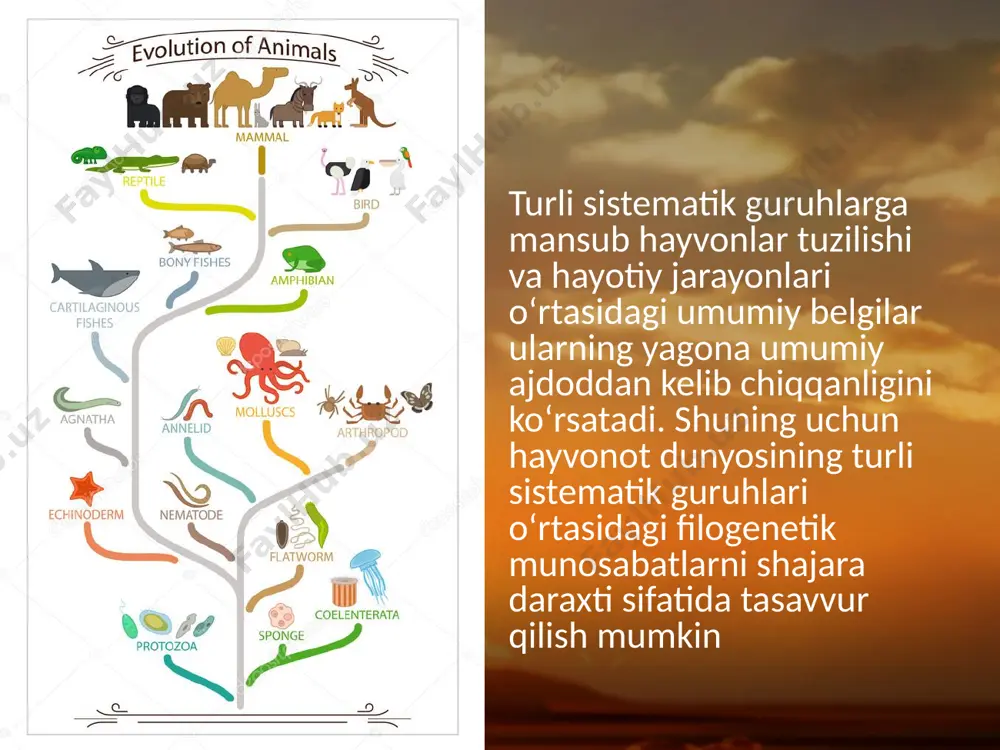 langan. qushlarda quyidagi evolutsion o‘zgarishlar vujudga kelgan. nerv sistemasi va sezgi organlaridan kuchli taraqqiy etgan va harakatlari uchishga muvofiqlashgan. yuragi to‘rt kamerali, yurak qorinchalari to‘liq ajralgan. arterial va venoz qonlari aralashmaganligi, moddalar almashinuvi jadallashuvi tufayli tana harorati doimiy bo‘ladi. qushlarning asosiy harakati – uchish bilan bog‘liq holda muayyan evolutsion o‘zgarishlar vujudga kelgan. qushlarning gavdasi suyri shaklda, oldingi oyoqlari uchish organi – qanotga aylangan, skeletida toj suyagi yuzaga kelgan. tanasi murakkab pat qoplami bilan qoplangan. dastlabki sutemizuvchilarning vakillari mezozoy erasida yashagan sudralib yuruvchilardan kelib chiqqan. sutemizuvchilar issiqqonli bo‘lishi tufayli sudralib yuruvchilar, suvda hamda quruqlikda yashovchilar uchun noqulay bo‘lgan sharoitda ham yashash imkoniyatiga ega bo‘lgan. image2.jpeg image3.jpeg image4.jpeg image5.jpeg image6.jpeg image7.jpeg image8.jpeg image9.jpeg image10.jpeg image11.jpeg image12.jpeg image13.jpeg image14.jpeg image1.jpeg