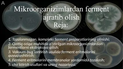 mikroorganizimlardan ferment ajratib olish — PPTX