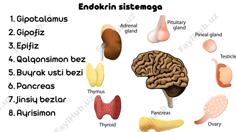 endokrinologiya - Page 3