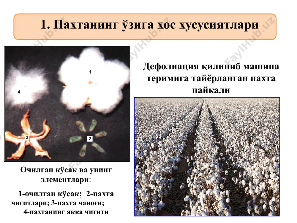 а териш ап ратининг ишчи қисми ҳисобланган вертикал шпинделлар ғўза поясига параллел ҳолда харакатланиб (а-расм) пахтани ўзига ўраб терадиган бўлса, горизонтал шпинделлар (в-расм) эса ғўза поясига перпендикуляр ҳолда харакатланиб, пахтани териб олади. пахтани вертикал (а) ва горизонтал (в) шпинделли териш аппарати билан териб олиш жараёнлари: 1- вертикал шпинделлар; 2-горизонтал шпинделлар; 3-қисувчи тўсқич; 4-вертикал ўқ; 5-шестерняли узатма а) в) пахтани машинада теришга қўйиладиган агротехник талаблар - машинанинг терим тўлиқлиги, камида 90%; - ерга тўкилган пахта миқдори, кўпи билан 4%; - 10 м юрганда ерга тўкилган кўсаклар сони, кўпи билан 3 дона; - бункердаги пахта ифлослиги, кўпи билан 8%; - чигитнинг жароҳатланиши, кўпи билан 1%; - терим пайтида чигитдан толани ажралиши, кўпи билан 0,3% ташкил этиши керак. горизонтал шпинделли пахта териш машиналарини тарихи 2. ақш кейс фирмаси 3. ақш джон дир 1.схс-1,2 ўзбекистон 1931 й. 1 2 3 4. ақш кейс фирмаси 4 6 ўзбекистонда вертикал шпинделли пахта териш машиналарини яратиш тарихи …