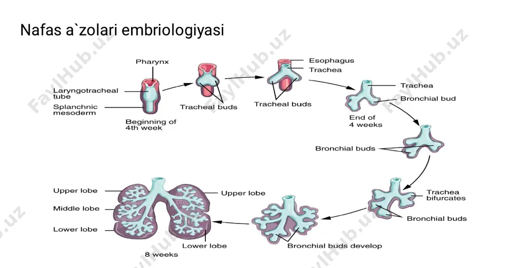 mesothelium resting on connective tissue 2. respiratory bronchiole 3. alveolar duct 4. atrium 5. smooth muscle 6. plates of cartilage 7. glands a. alveoli b. bronchus bronchiole • • shilliq osti qavat traxeyadan mayda bronxgacha fibroz-tog`ay traxeya yirik bronx o`rta bronx mayda va terminal bronxlar (gialin yirik plastinka) (elastik tog`ay) (yo`q) 1. 2. 3. 4.  respirator qism quyidagilarni o`z ichiga oladi: respirator bronxiola alveolar yo`l alveolar qopcha alveola yuqoridagilarni barchasi dixotomik bo`linadi       respirator bronxiola devorida alveola borligi bilan terminal bronxlardan farq qiladi bir qator kubsimon epiteliy qisman kiprikchali epiteliy klar hujayrasi jiyakli biriktiruvchi to`qimasi yupqa plastinkasi    alveolar yo`l alveola bir biriga zich joylashgan jiyakli va klar hujayralar bor epiteliy ostida silliq miotsitlar    alveolar qopchalar alveolar shingildan iborat atsinusning oxirgi qismi faqat klark hujayrasi mavjud    alveolalar gaz almashinuvi sodir bo`ladigan atsinusning birligi atsinusga ochiladi devori …