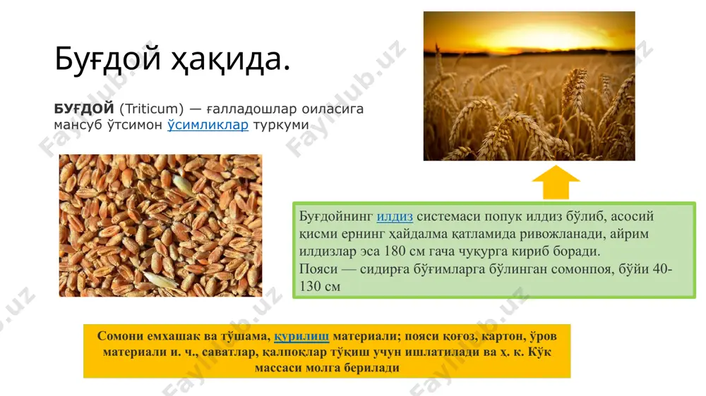 буғдой (triticum) - Page 4